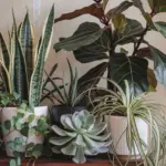 houseplants that clean the air