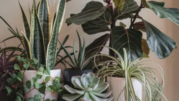 houseplants that clean the air
