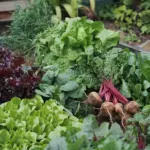 vegetables that grow in shade outdoors