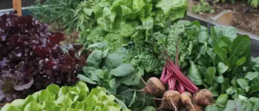 vegetables that grow in shade outdoors