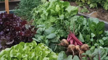 vegetables that grow in shade outdoors