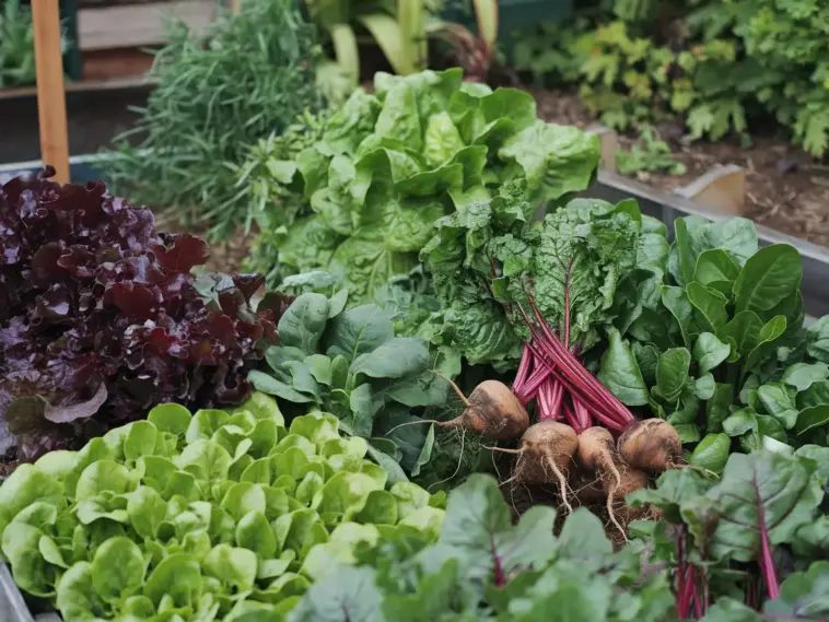 vegetables that grow in shade outdoors