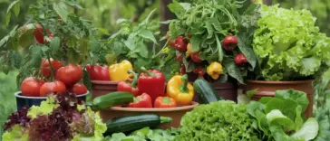 Easy vegetables to grow for beginners in pots