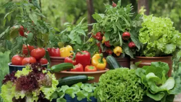 Easy vegetables to grow for beginners in pots