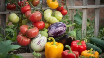 heirloom vegetables to grow