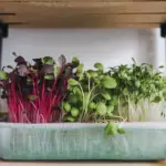 how to grow microgreens at home without soil