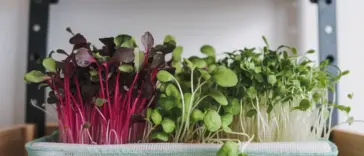 how to grow microgreens at home without soil