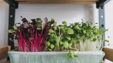 how to grow microgreens at home without soil
