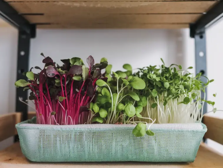 how to grow microgreens at home without soil