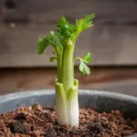 grow celery from stalk