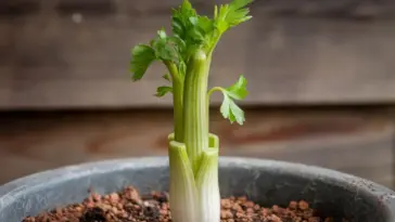 grow celery from stalk