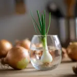 how to grow spring onions from scraps