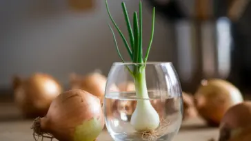 how to grow spring onions from scraps