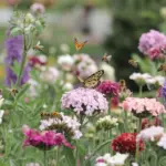 Flower Garden Designs That Butterflies & Bees Love