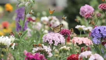 Flower Garden Designs That Butterflies & Bees Love