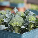 how to grow broccoli in containers