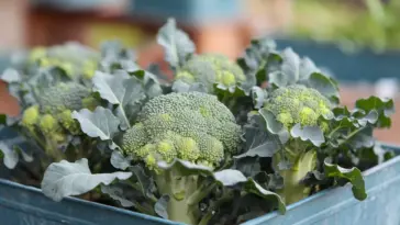how to grow broccoli in containers