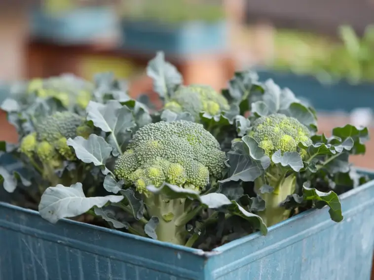how to grow broccoli in containers