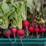 how to grow radishes from seeds in container