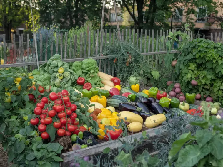 fruit and vegetable planting calendar
