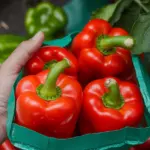 how to grow bell peppers from seeds