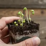 how to grow peas from seeds