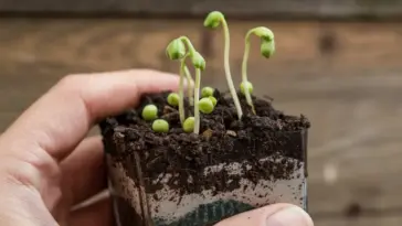 how to grow peas from seeds