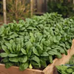 how to grow spinach plant