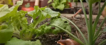 organic vegetable garden pest control