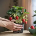 how to grow strawberries indoors
