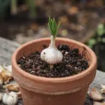 how to grow garlic from a clove in a pot