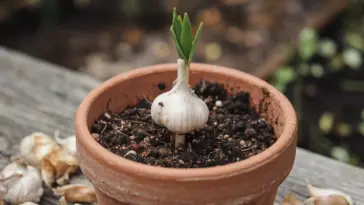 how to grow garlic from a clove in a pot
