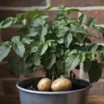 how to grow beets in containers