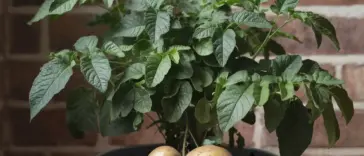 how to grow beets in containers