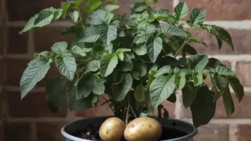 how to grow beets in containers