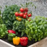 veggie companion planting raised beds