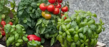 veggie companion planting raised beds