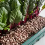 how to grow swiss chard from seed