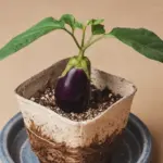 how to grow eggplant from seeds