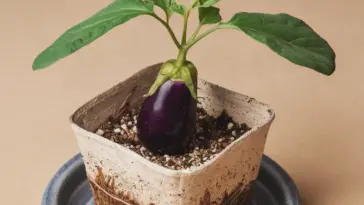 how to grow eggplant from seeds