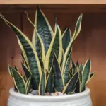 potting snake plant cuttings