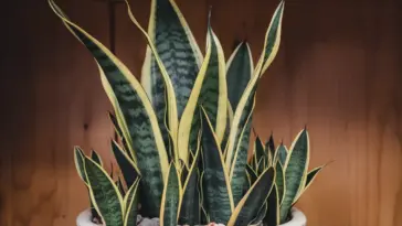 potting snake plant cuttings