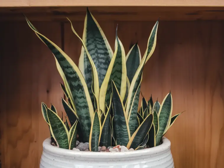 potting snake plant cuttings