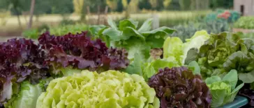 how to grow lettuce in containers from seeds