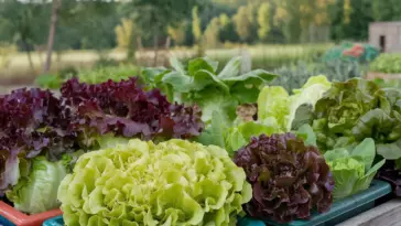 how to grow lettuce in containers from seeds