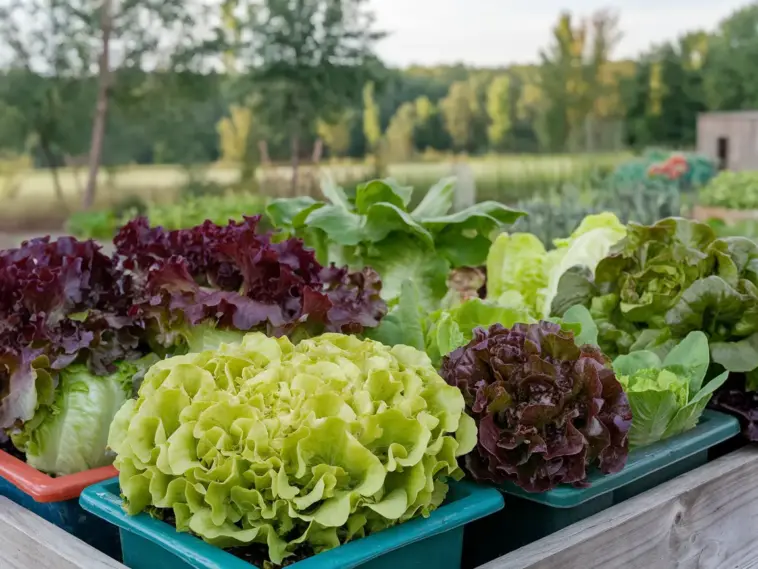 how to grow lettuce in containers from seeds