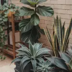 rare houseplants