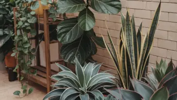 rare houseplants