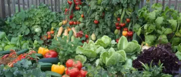 vegetable gardening for beginners
