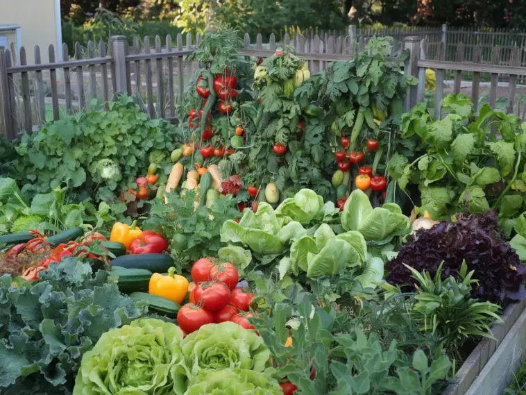 vegetable gardening for beginners